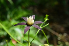Clematis tashiroi