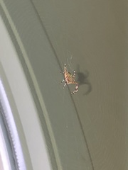 Araneus diadematus