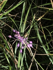 Allium carinatum pulchellum
