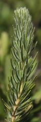 Cyclopia meyeriana