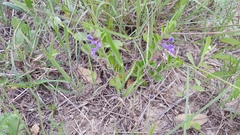 Scutellaria drummondii