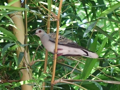 Streptopelia turtur