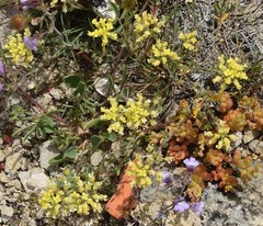 Alyssum montanum
