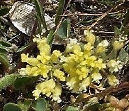 Alyssum montanum