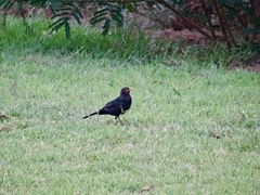 Turdus merula