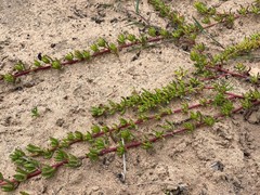 Mesembryanthemum canaliculatum