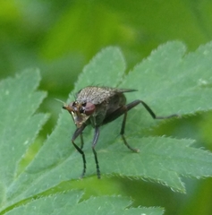 Coremacera marginata