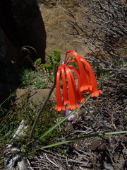 Cyrtanthus macowanii