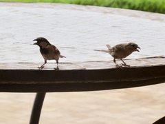 Passer domesticus