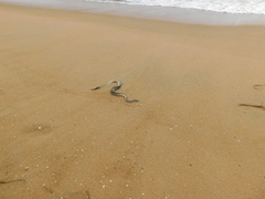 Hydrophis schistosus