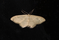 Idaea straminata