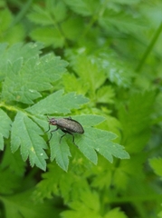 Coremacera marginata