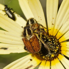 Clania glenlyonensis