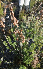 Thamnochortus cinereus