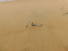Hydrophis schistosus