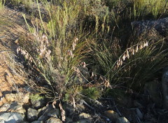 Thamnochortus cinereus