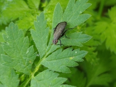 Coremacera marginata