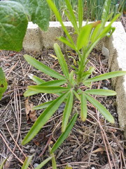 Choisya ×dewitteana