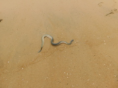 Hydrophis schistosus