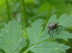 Coremacera marginata