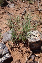 Raphionacme velutina