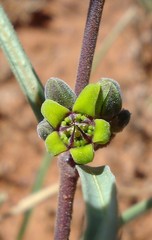 Raphionacme velutina