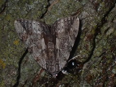 Catocala insolabilis