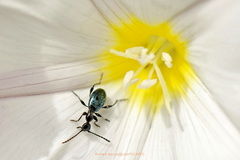 Anthelephila caerulea