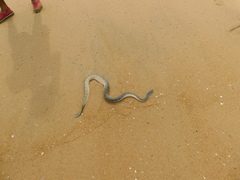 Hydrophis schistosus