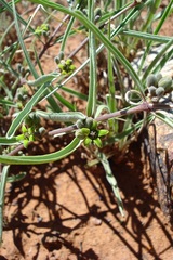 Raphionacme velutina