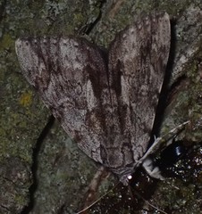 Catocala insolabilis