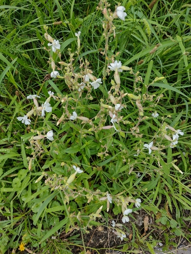 silenka biela pravá (Silene latifolia alba)