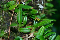 Bulbophyllum retusiusculum