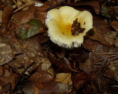 Russula solaris