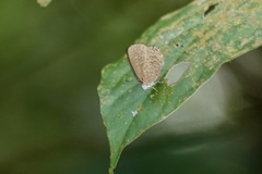 Poritia sumatrae