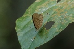 Poritia sumatrae