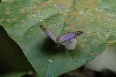 Poritia sumatrae