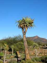 Aloidendron pillansii
