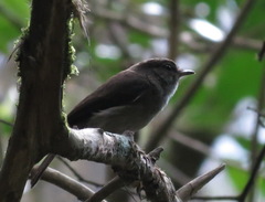 Muscicapa adusta adusta
