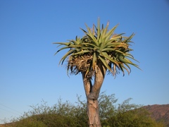 Aloidendron pillansii