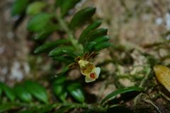 Gastrochilus formosanus
