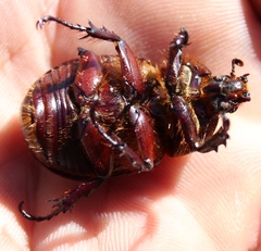 Cyphonistes vallatus