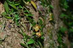 Gastrochilus formosanus