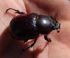 Cyphonistes vallatus