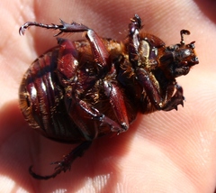 Cyphonistes vallatus