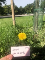 Taraxacum