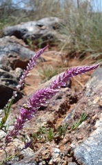 Hermbstaedtia fleckii