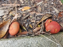 Hortiboletus rubellus