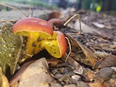 Hortiboletus rubellus