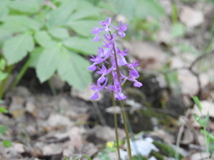 Orchis anatolica